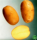sadbové brambory - Ditta - poloraná odrůda (varný typ AB)