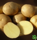 sadbové brambory - Riviera - velmi raná odrůda (varný typ AB)
